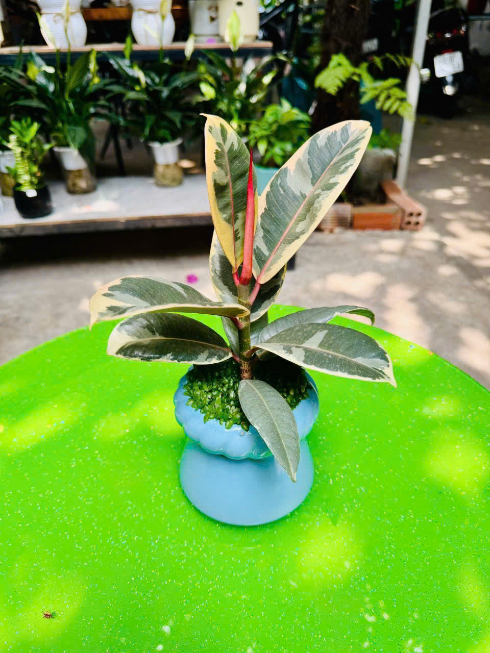 Cây Đa Búp Đỏ Cẩm Thạch