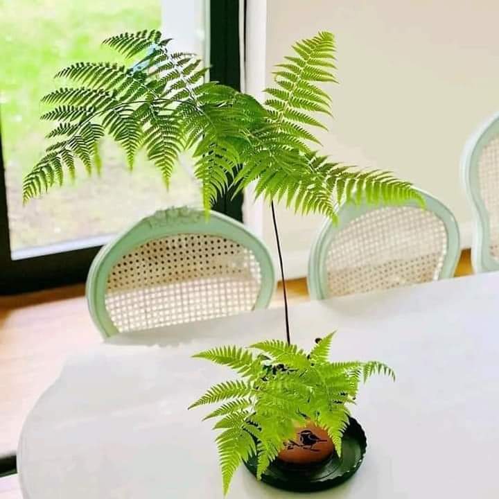 Cây Dương Xỉ