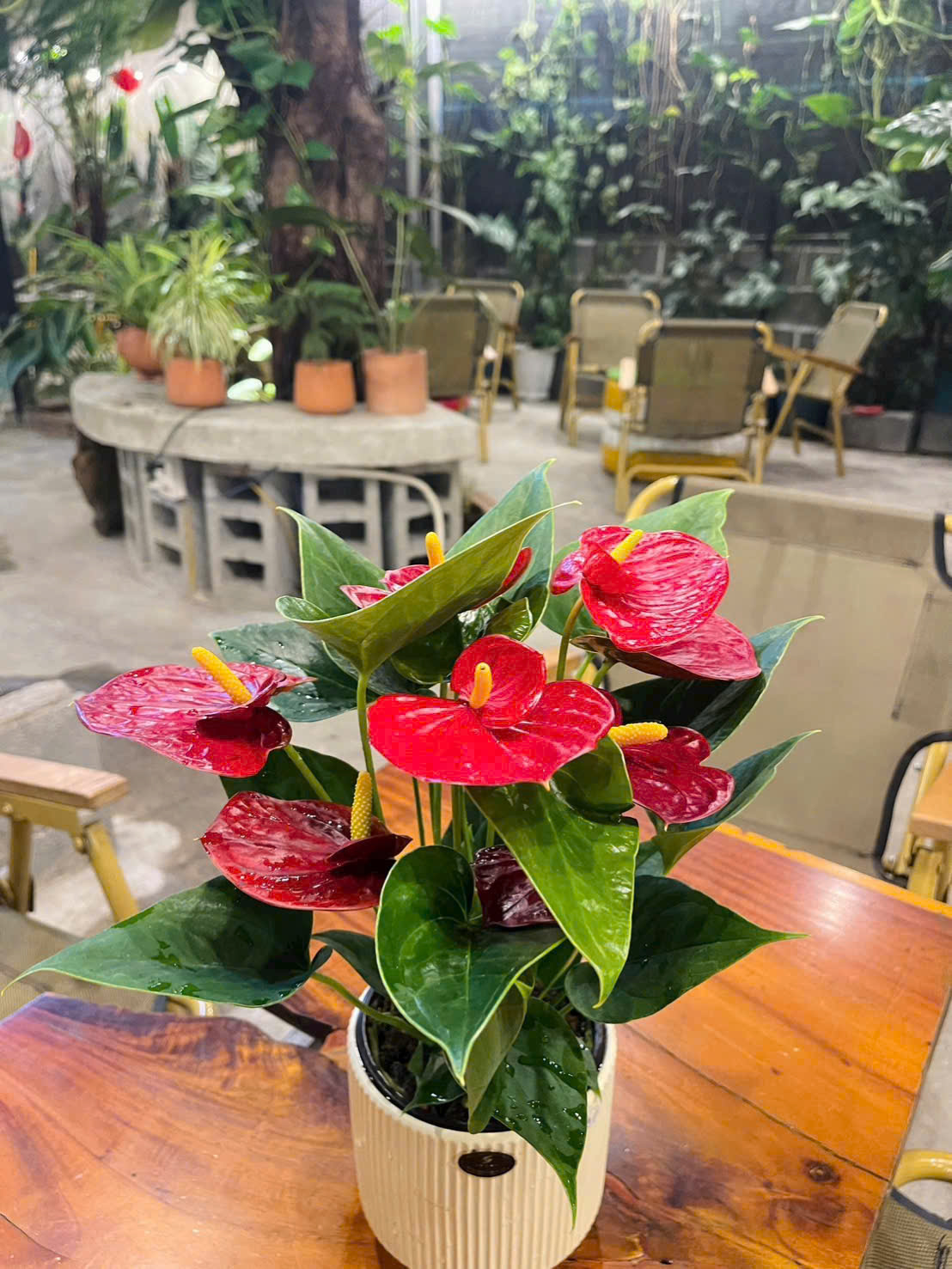 Cây Hoa Hồng Môn 