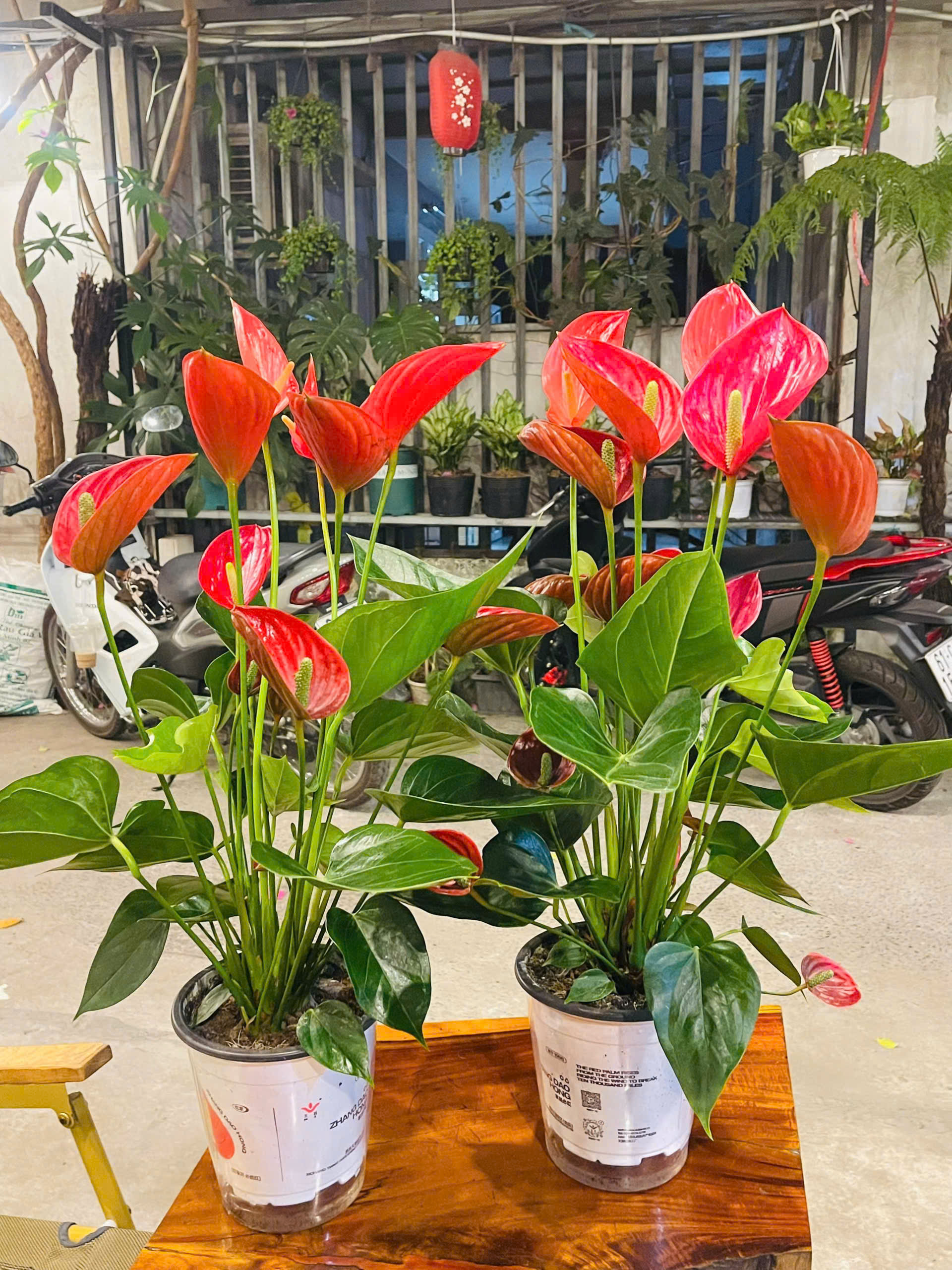 CÂY HOA HỒNG MÔN THIÊN NGA TINH TẾ - THANH LỊCH