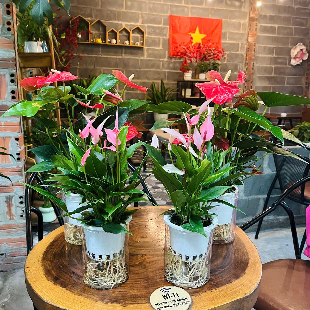 Cây hoa hồng môn thuỷ sinh 