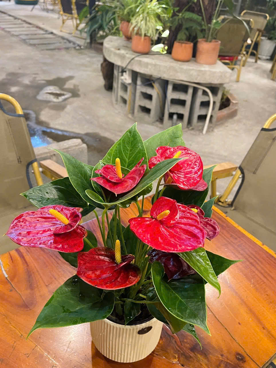 CÂY HOA HỒNG MÔN