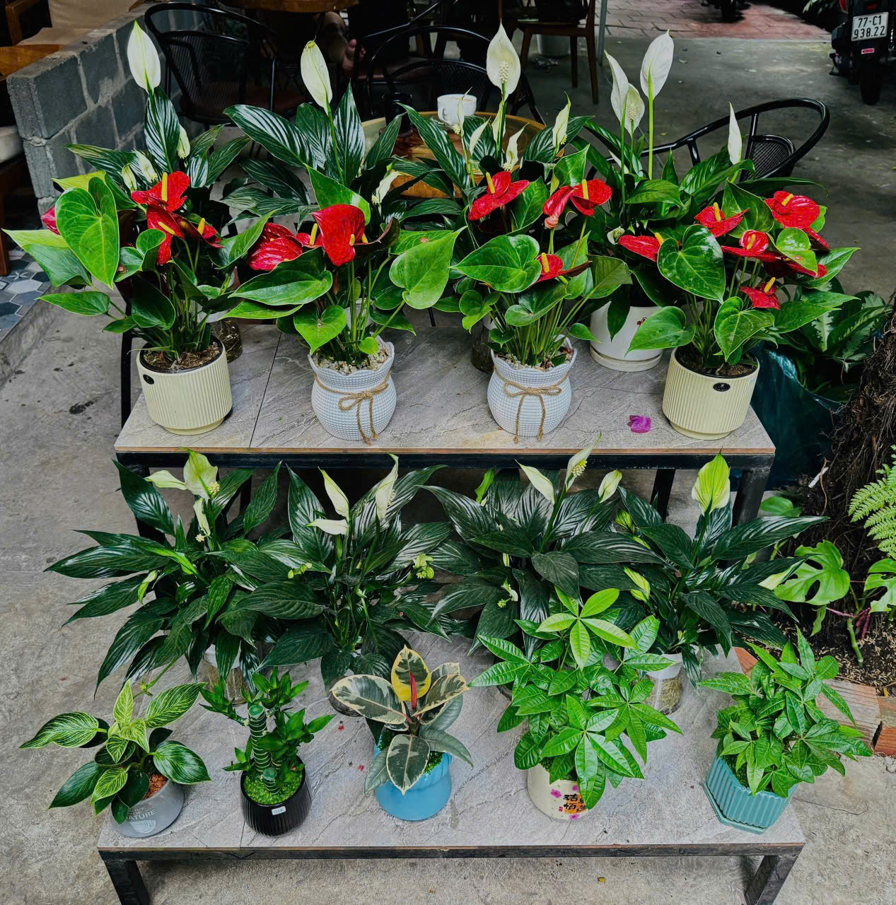 CÂY HOA HỒNG MÔN