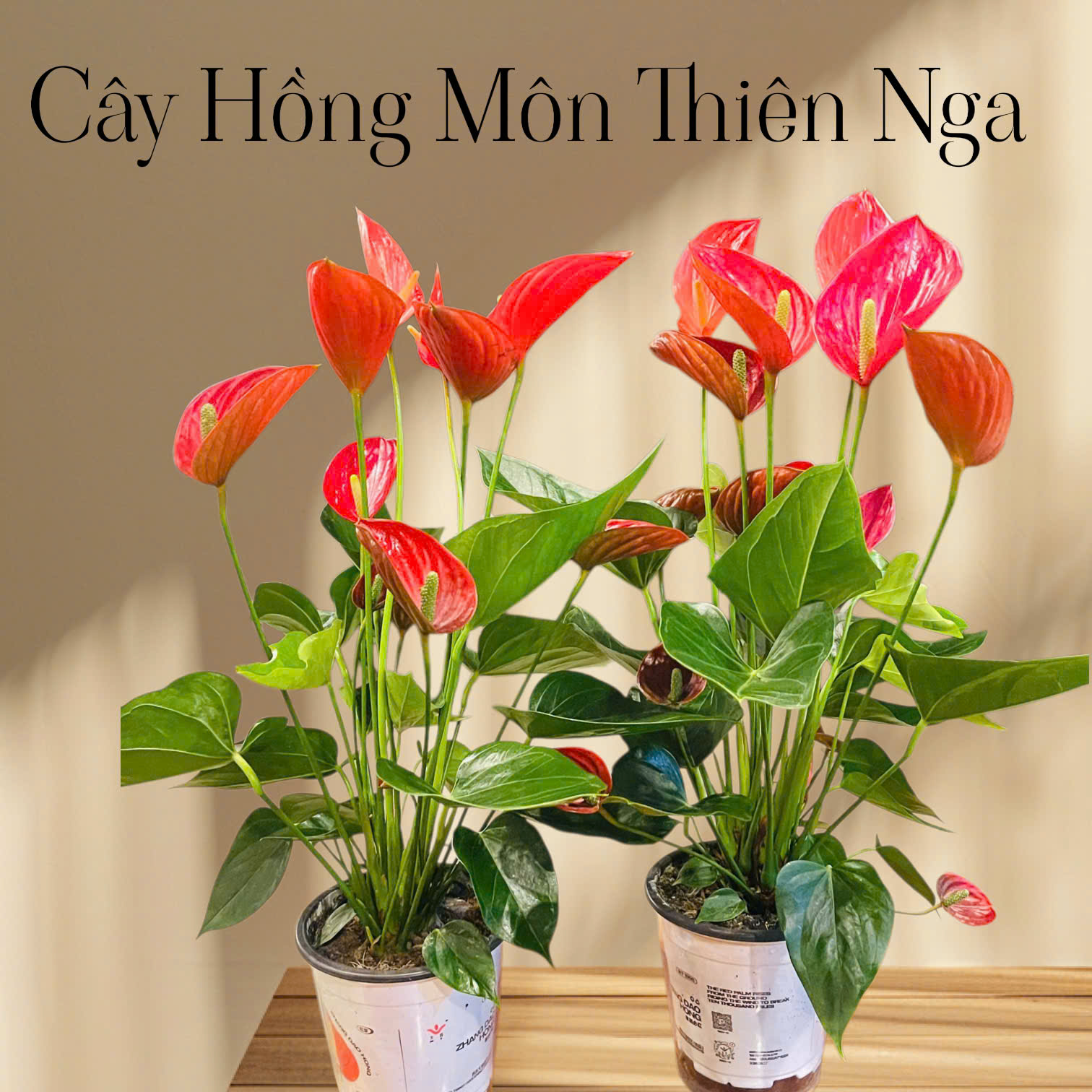 Cây Hoa Hồng Môn Thiên Nga