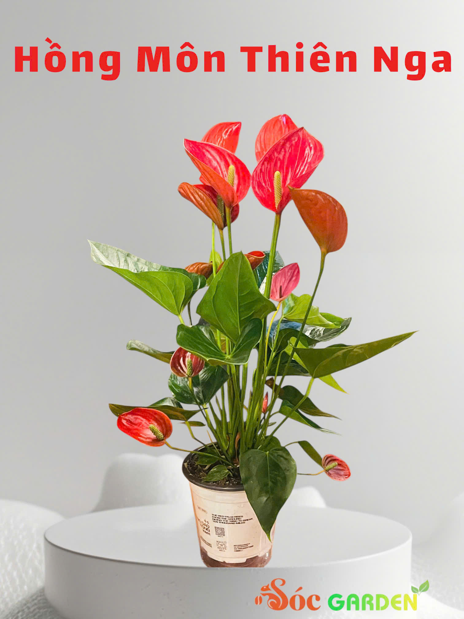 CÂY HOA HỒNG MÔN THIÊN NGA TINH TẾ - THANH LỊCH