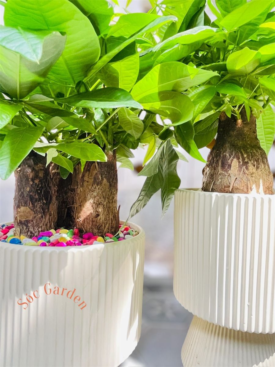 Cây Kim Ngân tượng trưng cho sự giàu có, thịnh vượng và may mắn