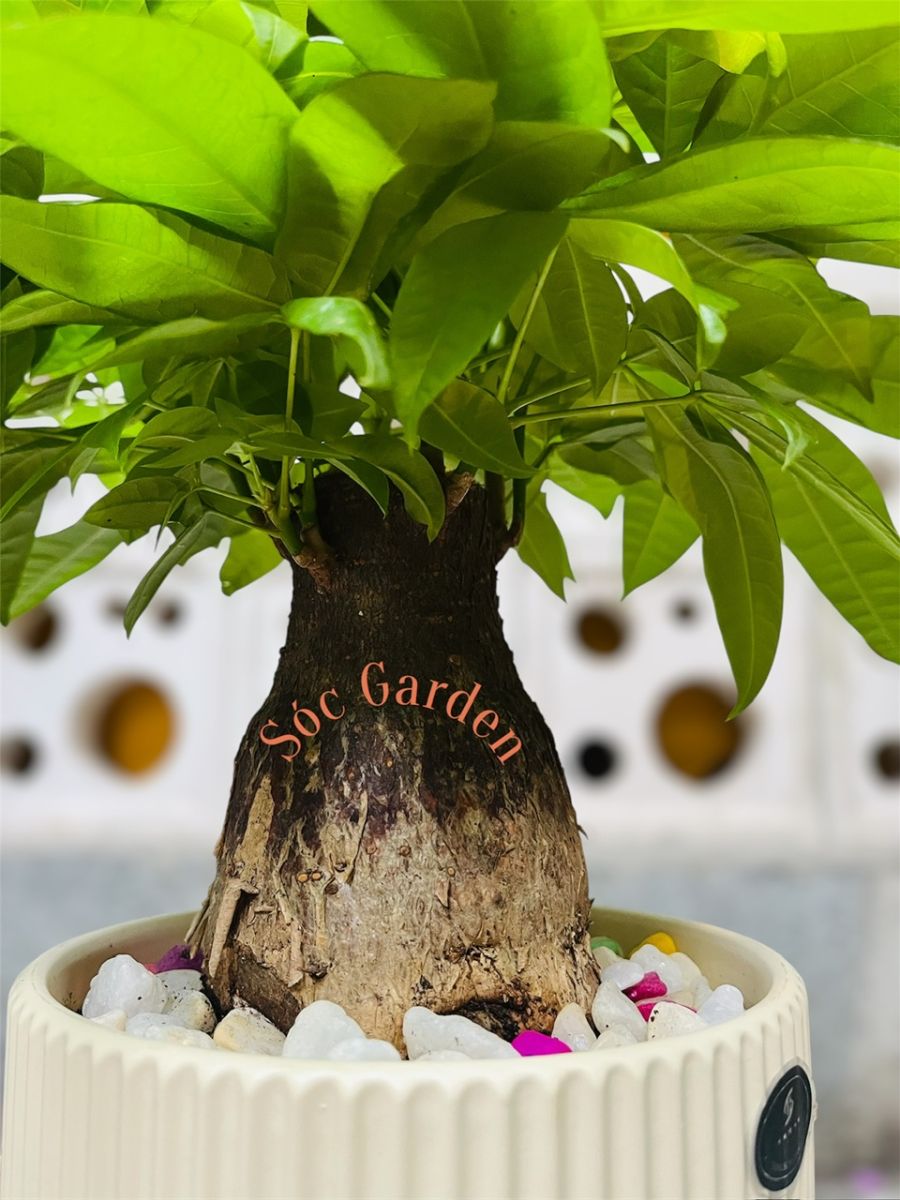 Chậu Kim Ngân củ đại để bàn - Đơn giản và Tinh tế 