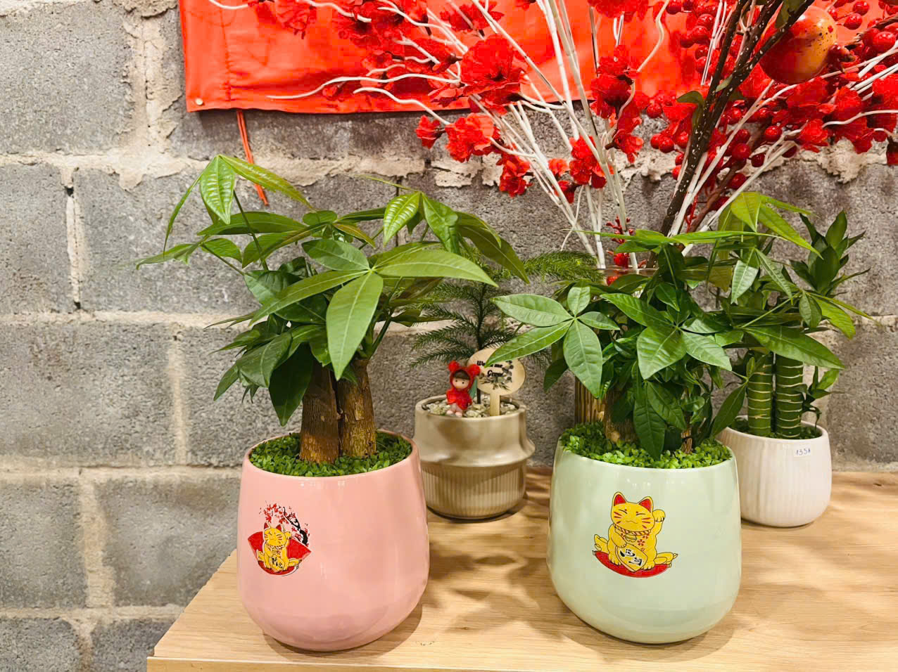 Cây Kim Ngân 3 thân để bàn phủ cỏ may mắn 