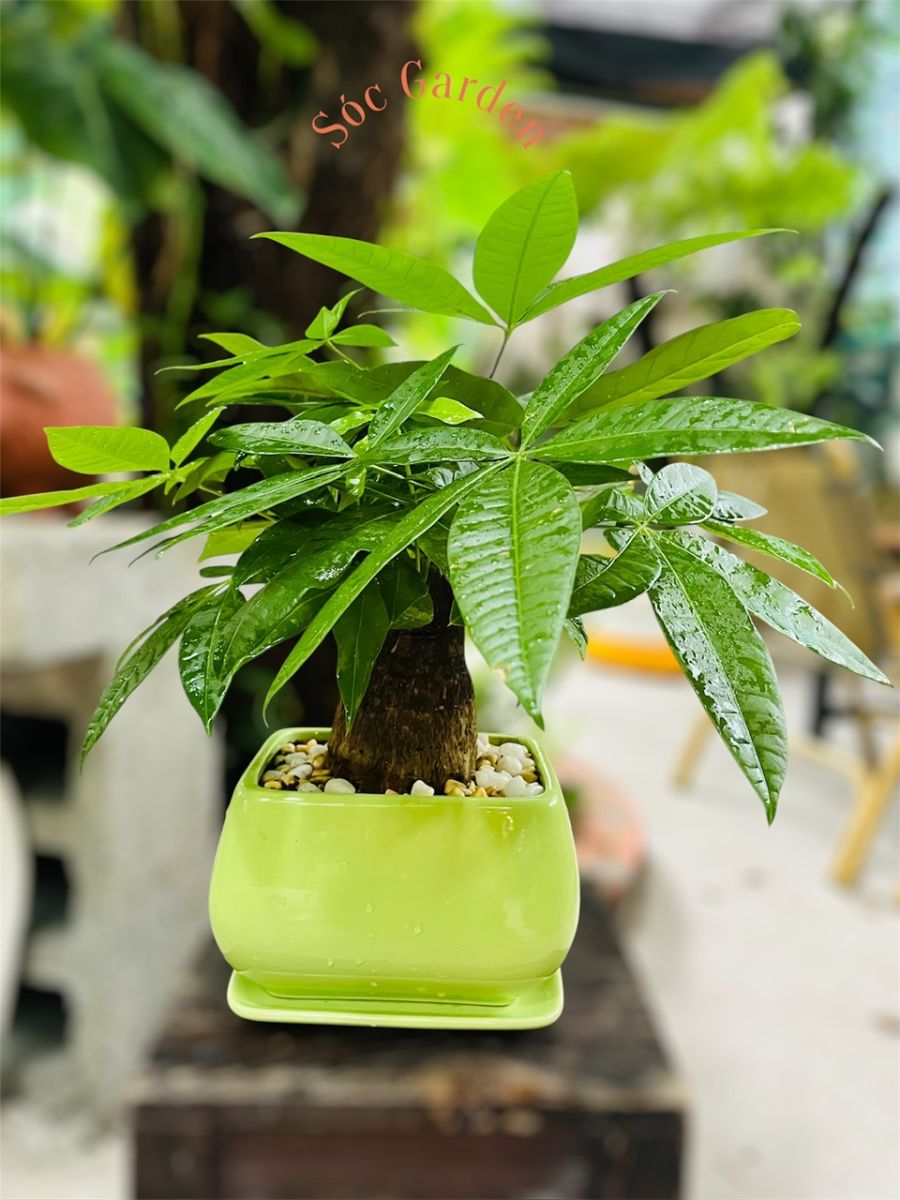 Cây kim ngân phối chậu sứ cao cấp