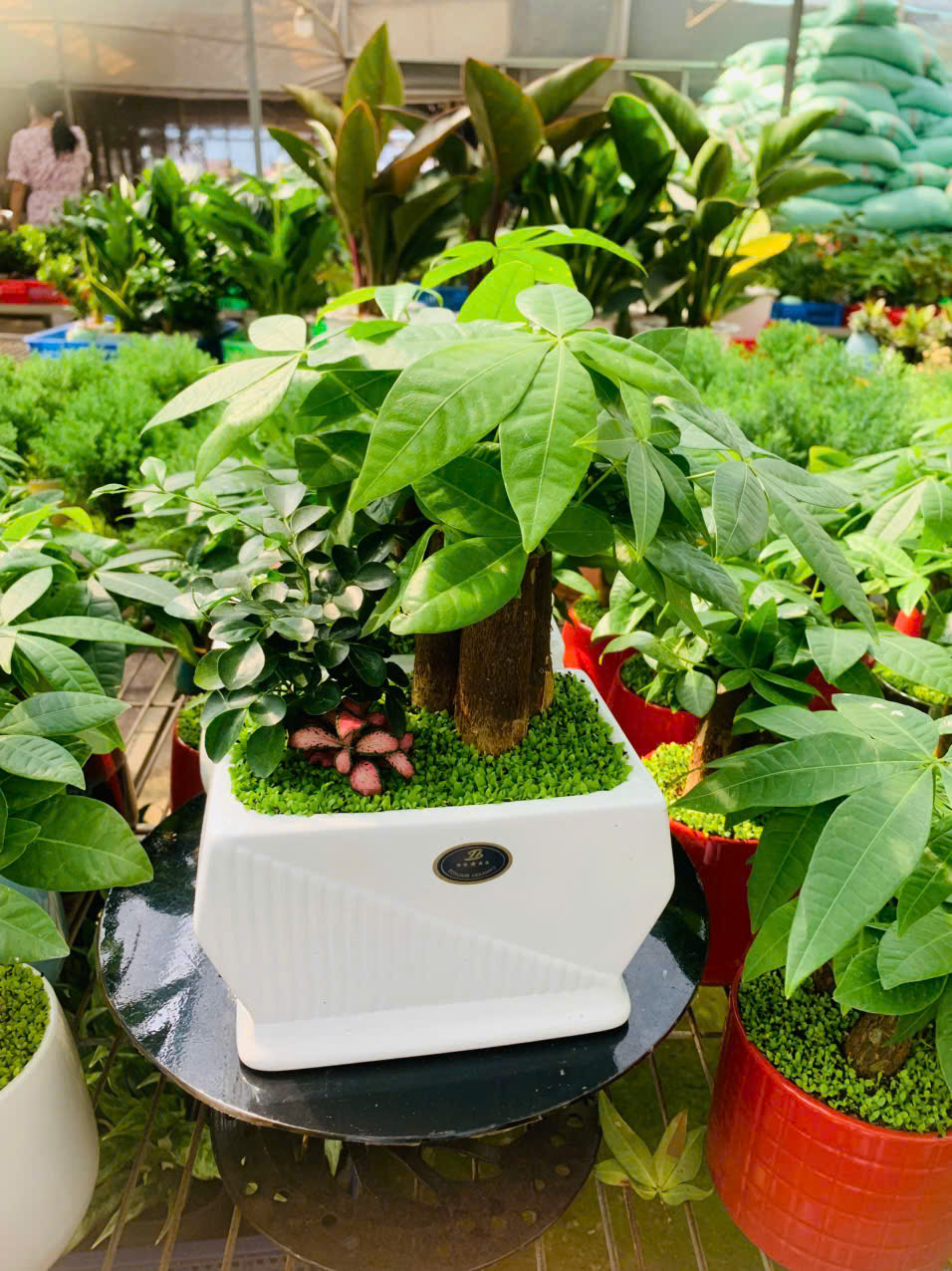 Cây Kim Ngân để bàn đẹp sang