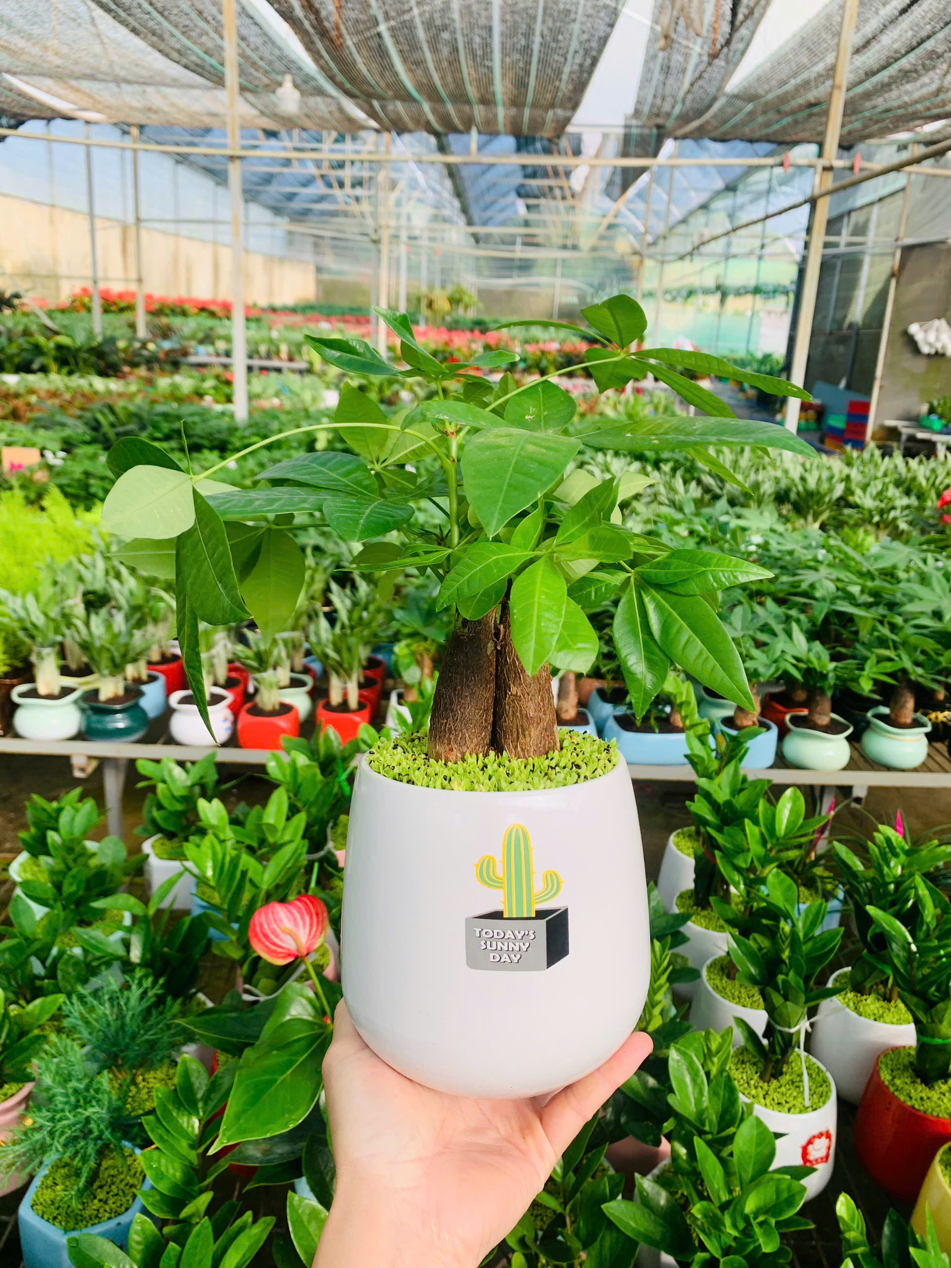 Cây phong thủy cho kinh doanh