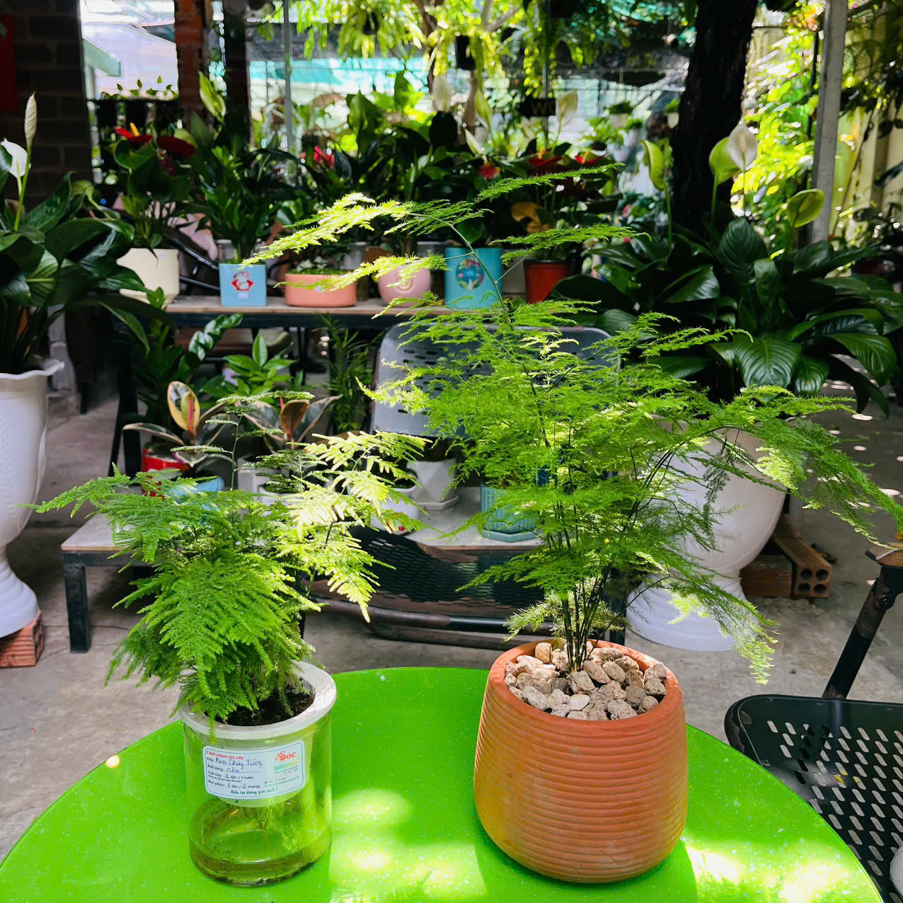 Cây Kim Thuỷ Tùng Thủy Sinh