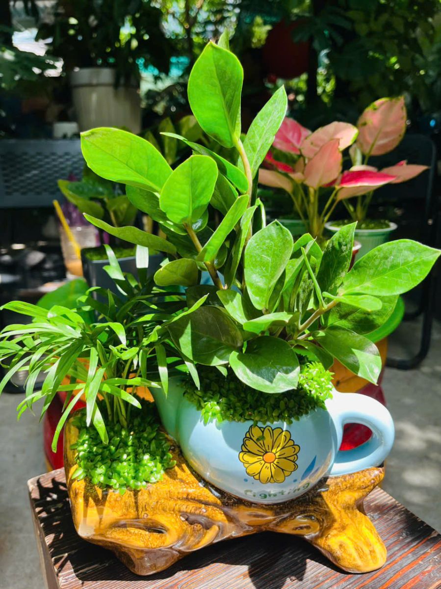cây kim tiền ấm trà độc đáo