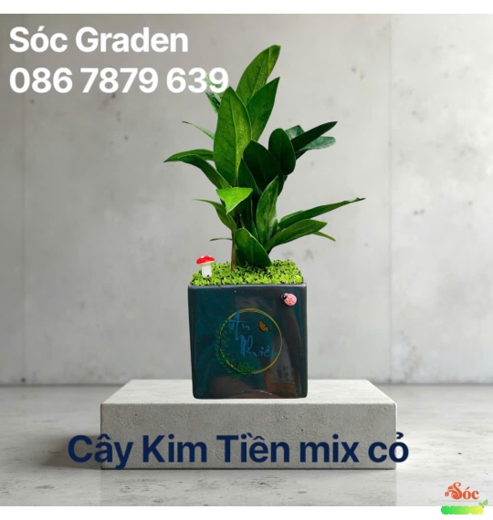 Cây kim tiền hút may mắn tài lộc