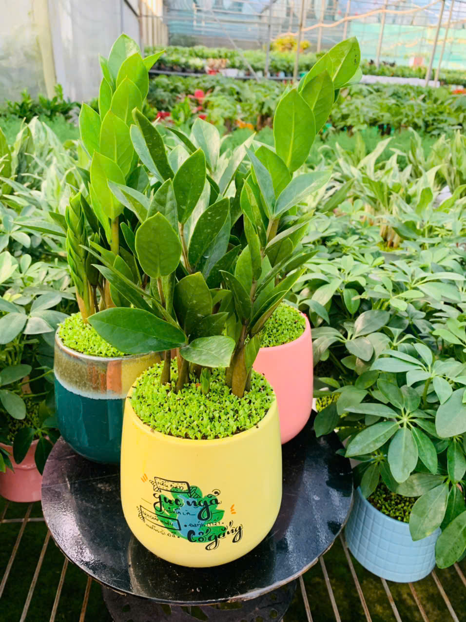 CÂY KIM TIỀN MINI ĐỂ BÀN PHỦ CỎ MAY MẮN 