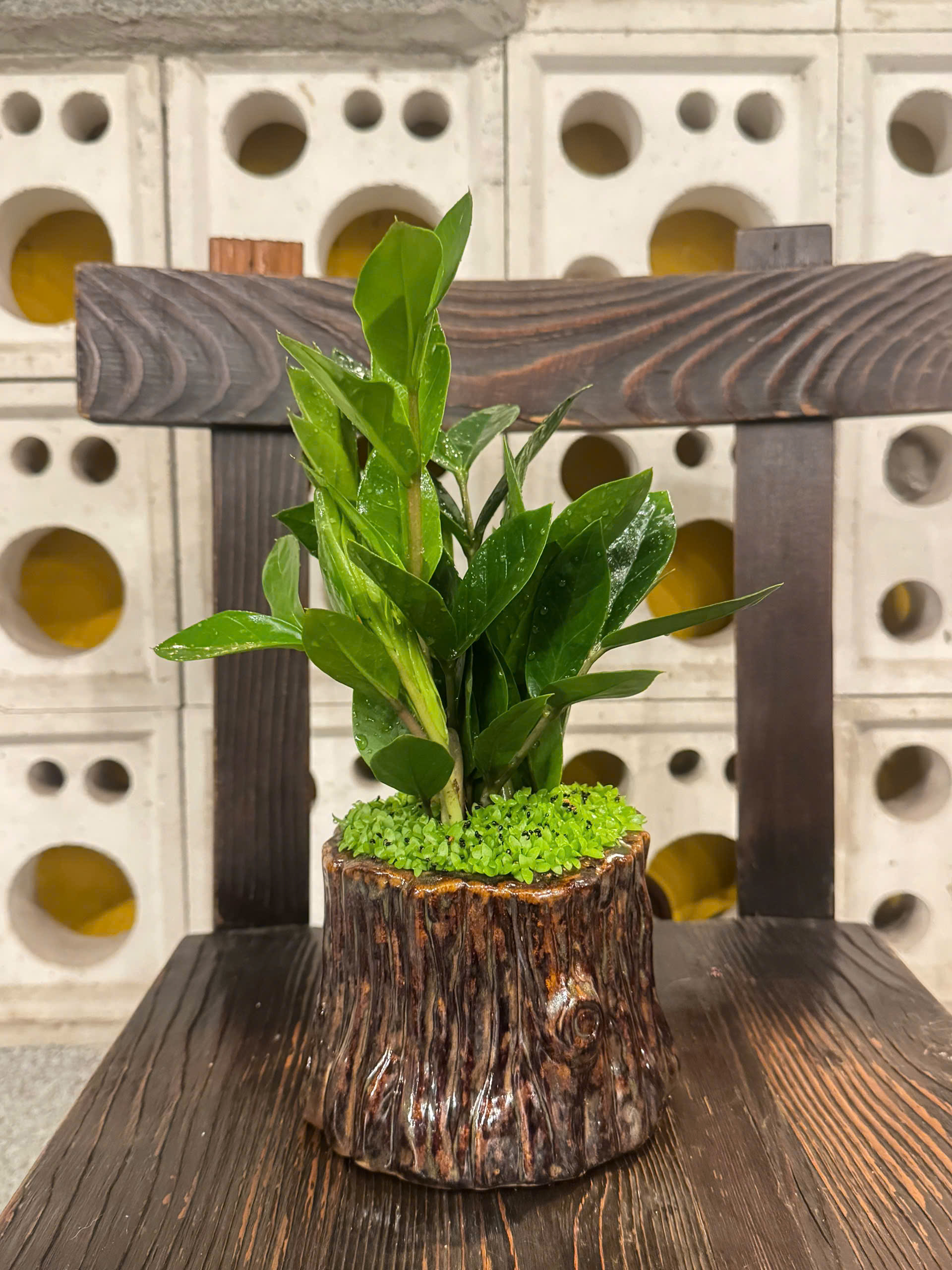 Cây văn phòng dễ sống - dễ chăm