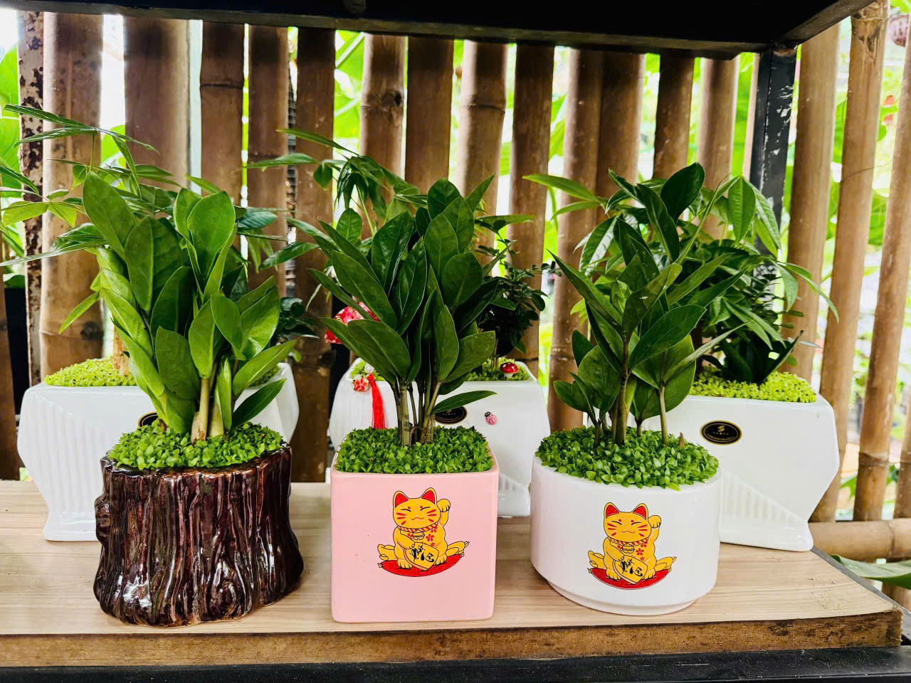 Cây phong thủy cho kinh doanh