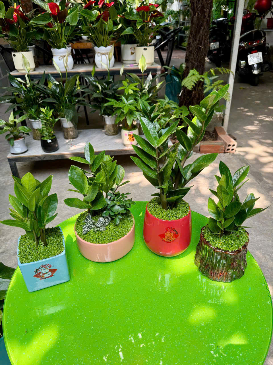 Cây phong thuỷ cho căn hộ