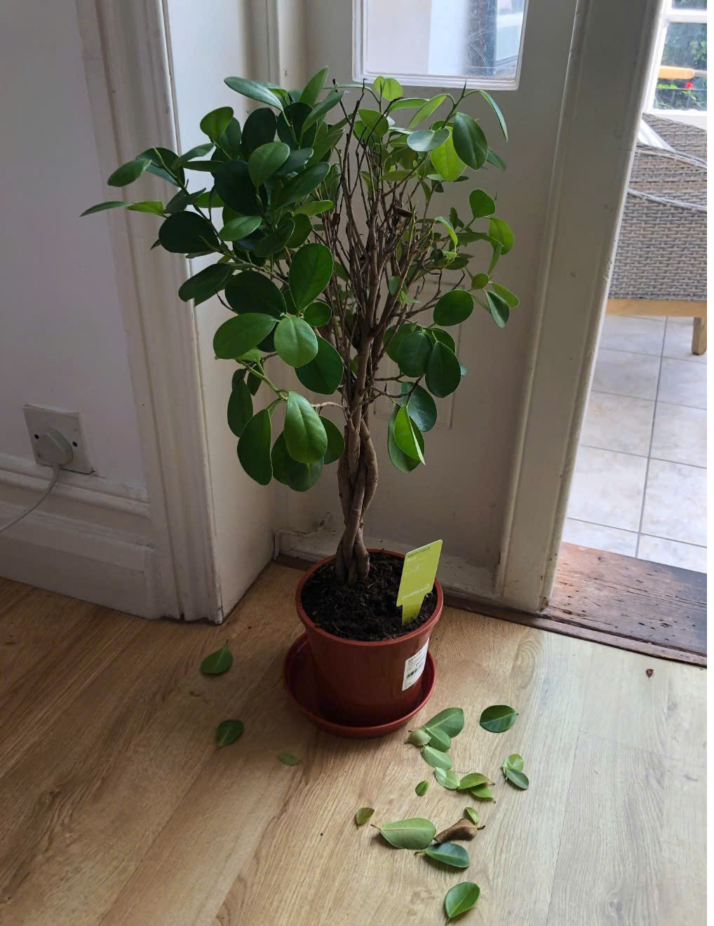 Cây văn phòng ít rụng lá