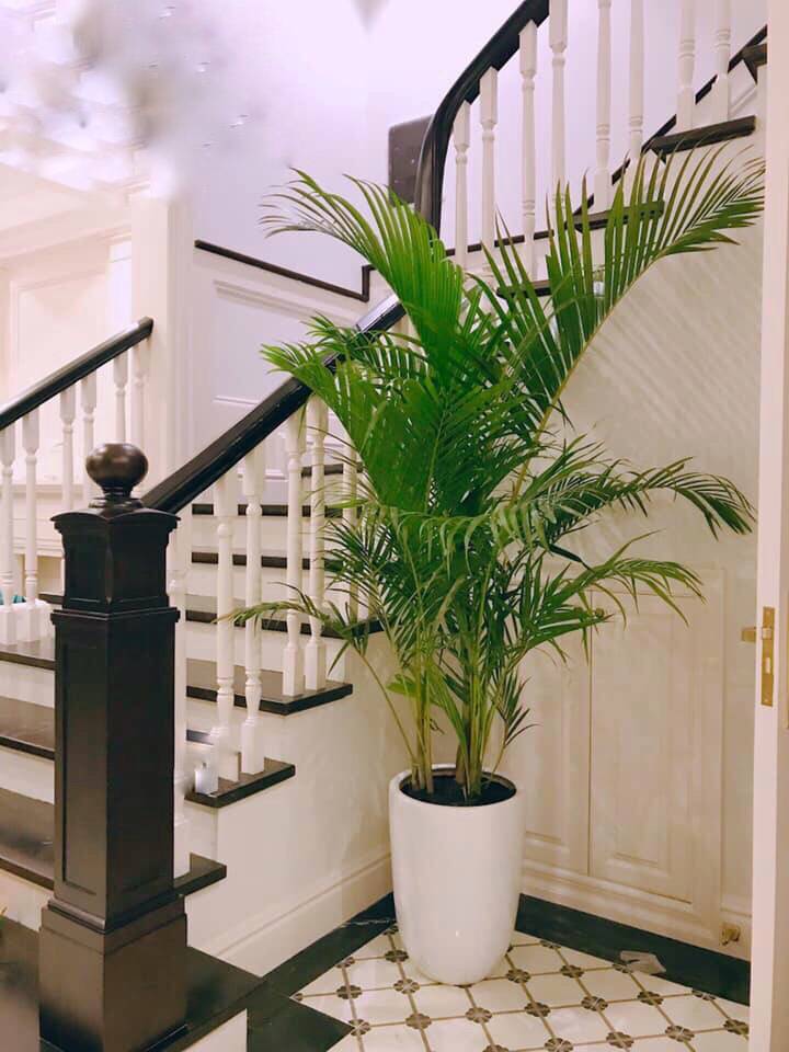 Cây văn phòng theo phong thủy công ty