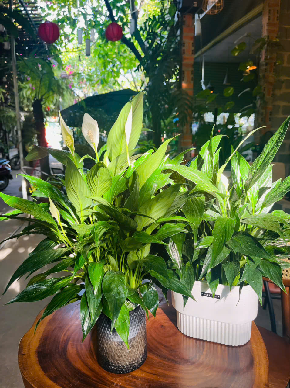 Cây lan ý đẹp phù hợp decor