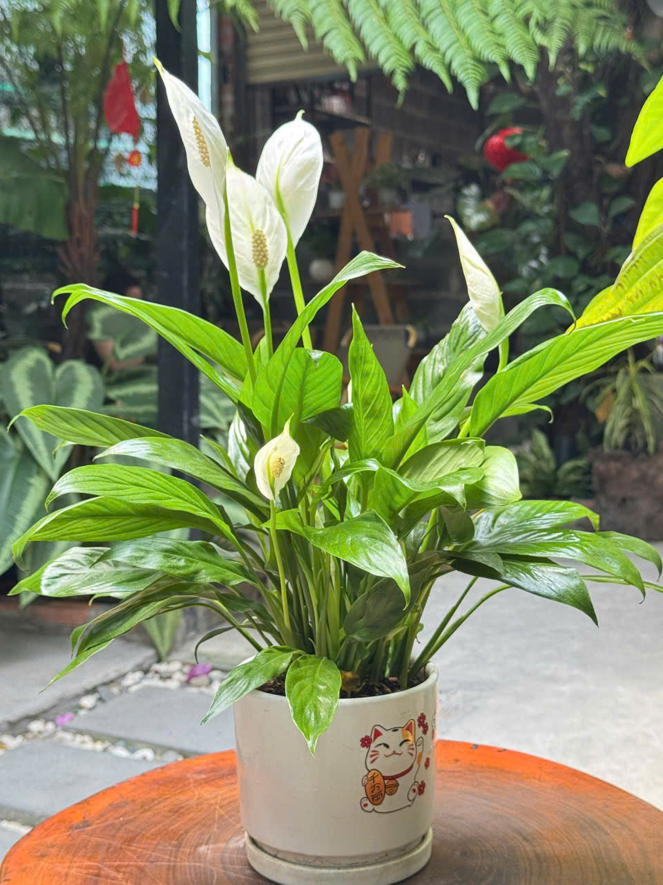 Cây văn phòng dễ sống - dễ chăm