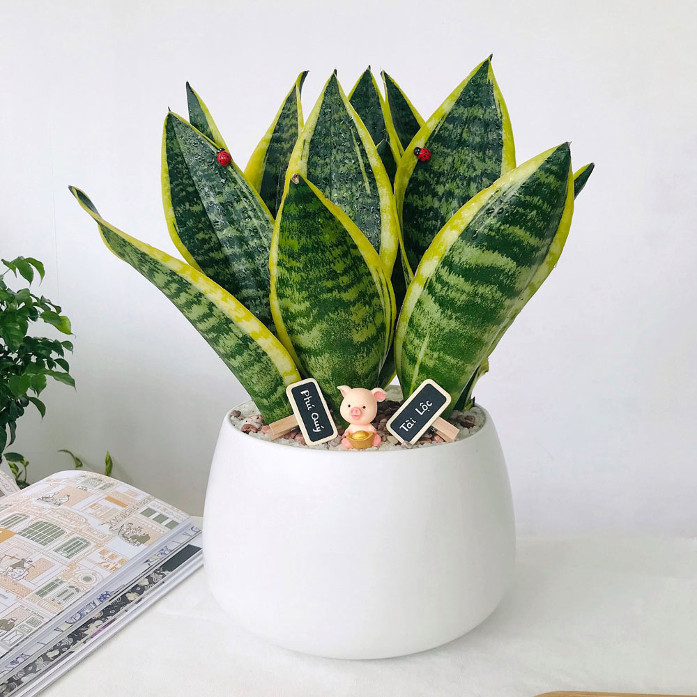 Cây lưỡi hổ mini dễ chăm sóc