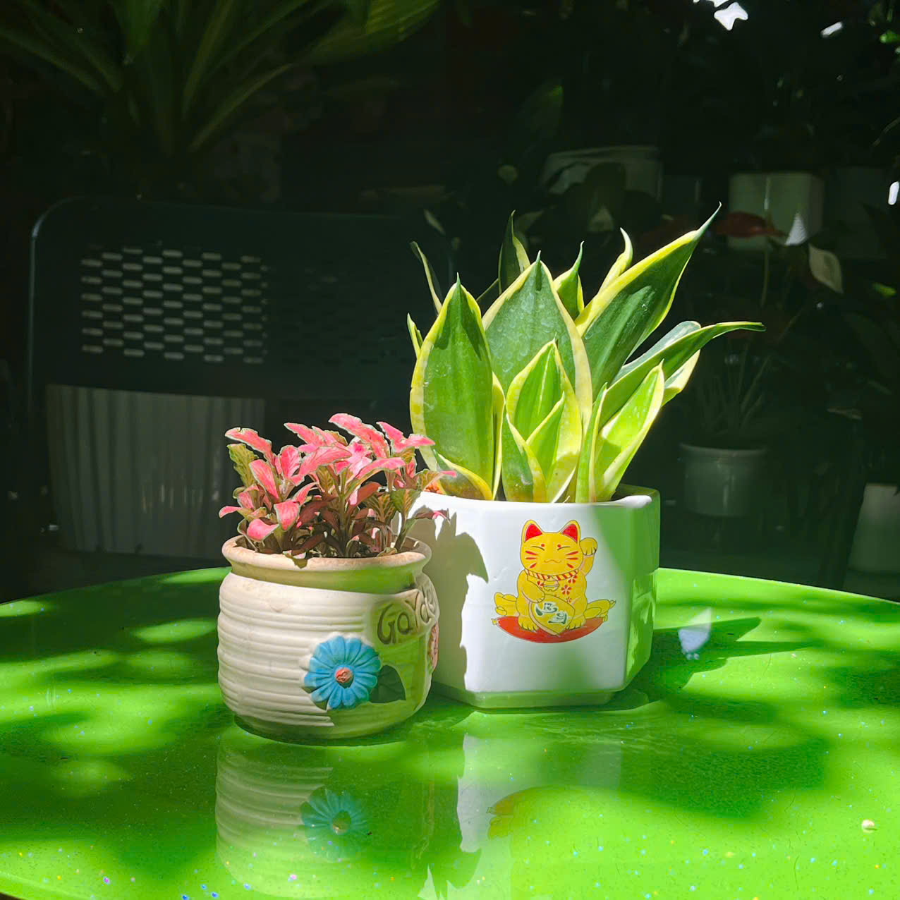 Cách chăm sóc cây Lưỡi Hổ Mèo mini