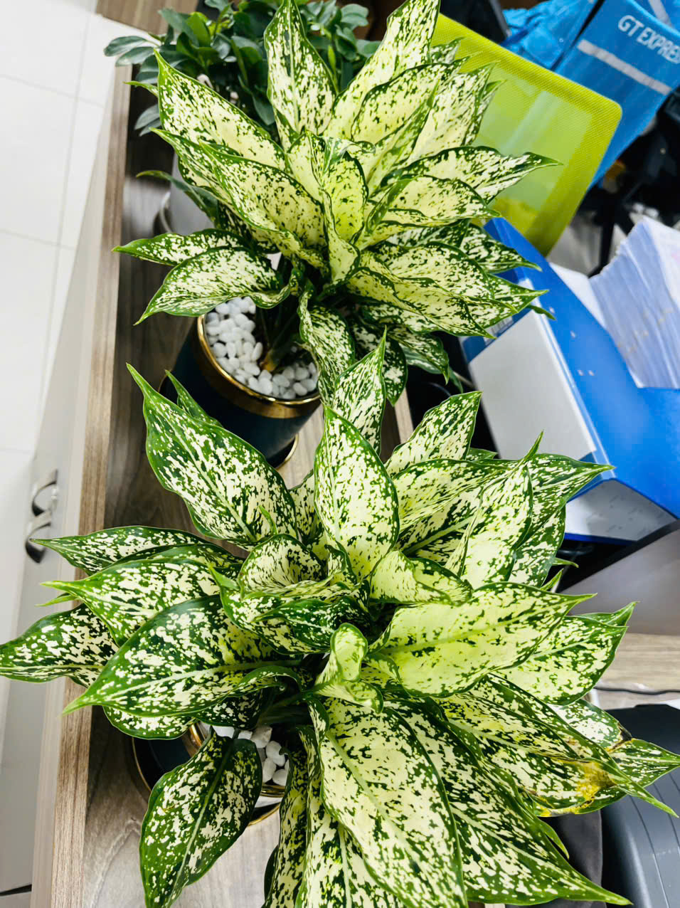 Cây văn phòng theo phong thủy công ty