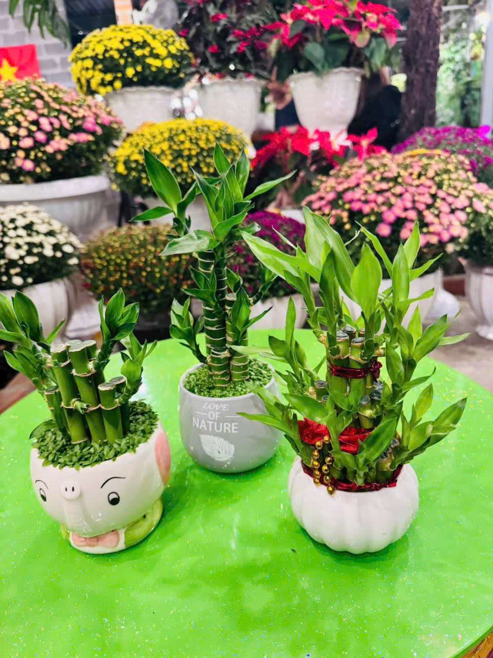 Cây phong thủy trang trí đẹp 