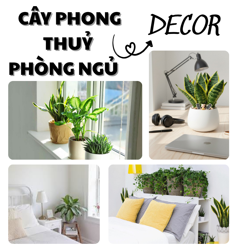 Decor cây phong thuỷ cho phòng ngủ