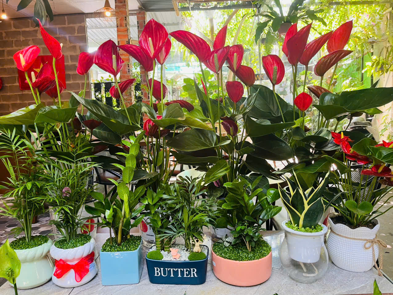 Cây xanh mang phong thuỷ tốt