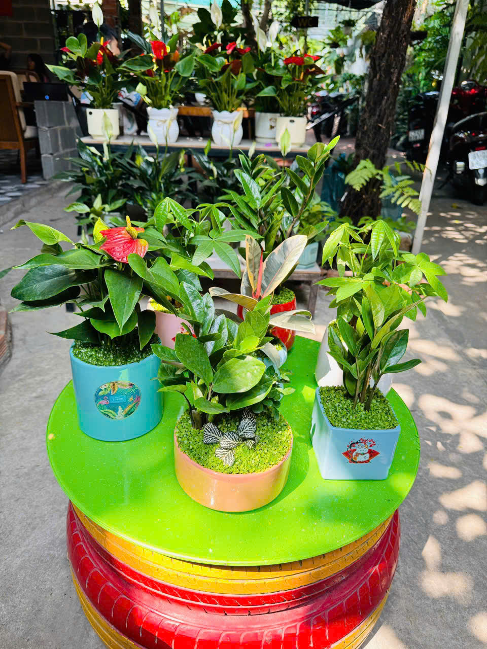 Cây phong thuỷ hợp bản mệnh 