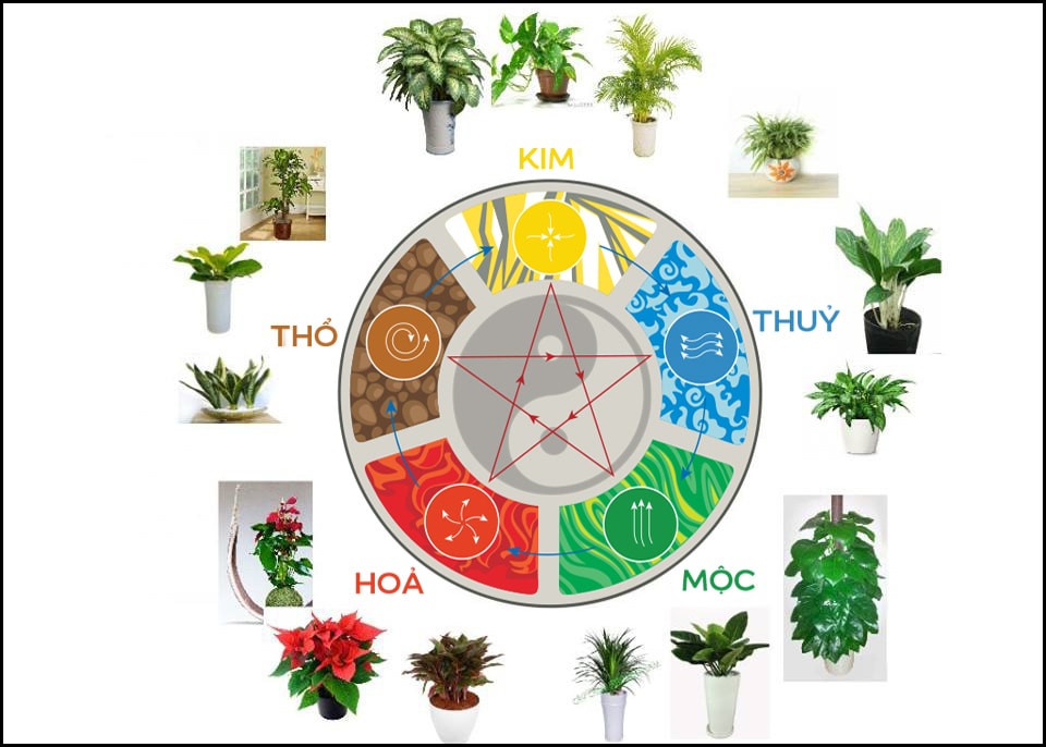 Cây phong thuỷ theo tuổi