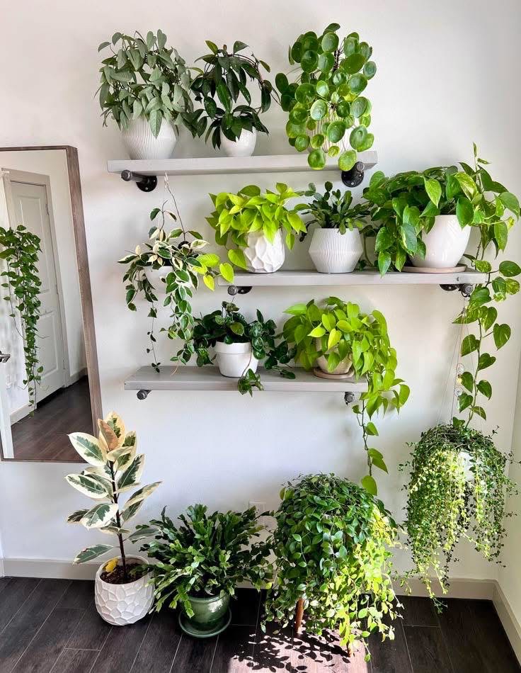 Cây phong thuỷ hợp mệnh