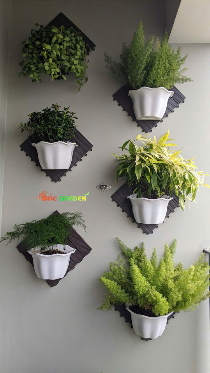 Cây phong thuỷ mang ý nghĩa trong đời sống