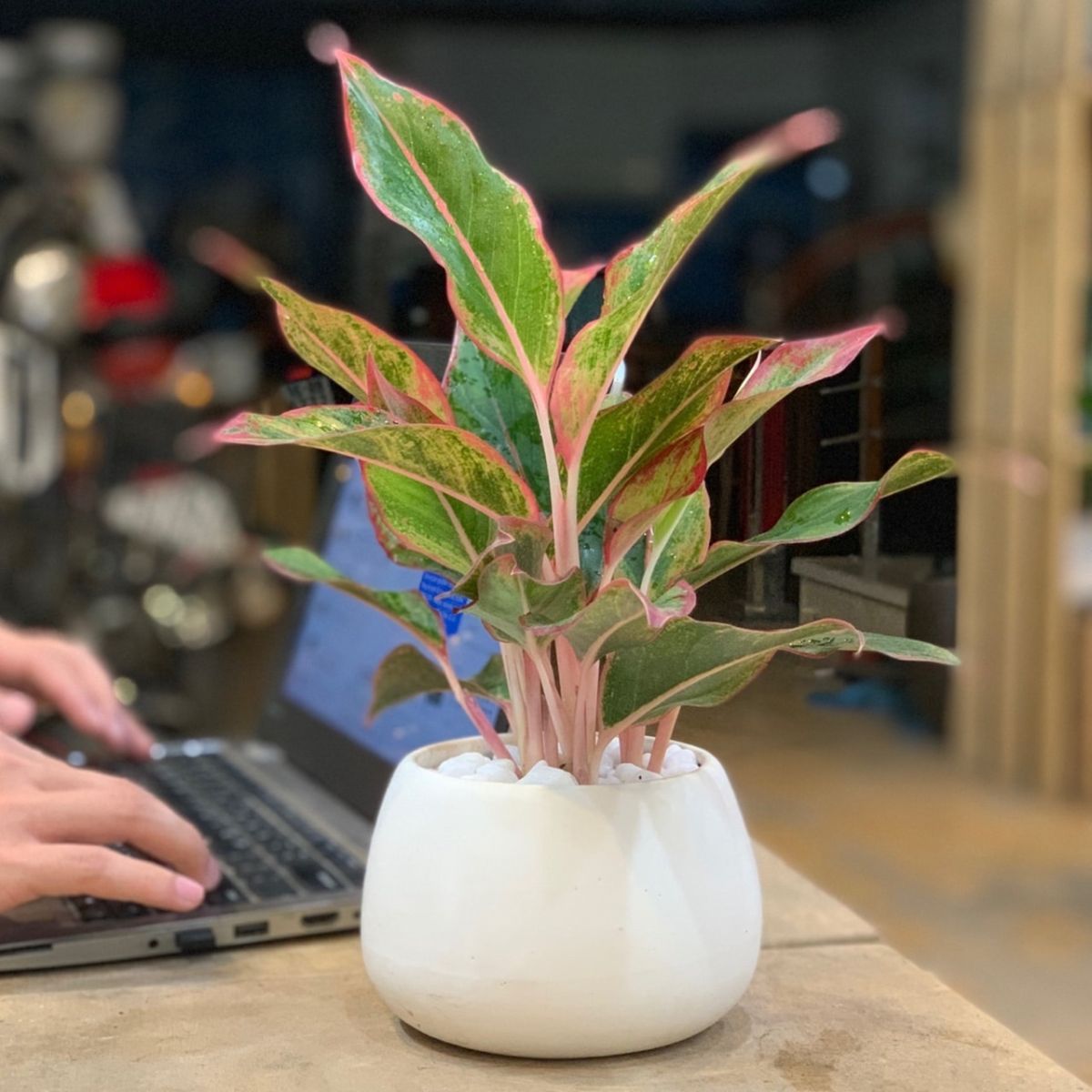 cây để bàn làm việc