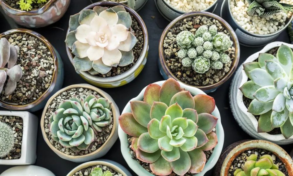 Kỹ thuật thay chậu và phối trộn đất cho sen đá
