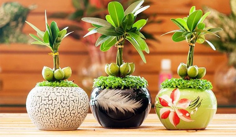 Cây tài lộc hút tiền tài 