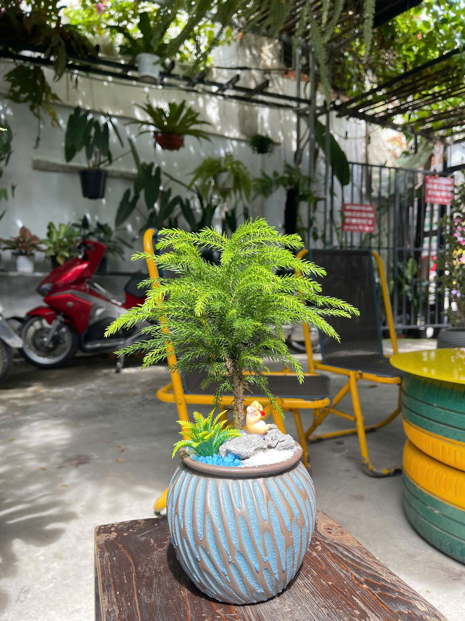 cây tiểu cảnh đẹp