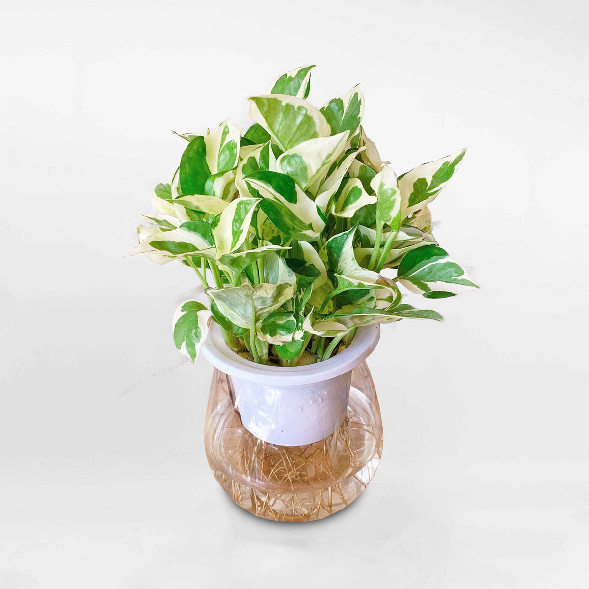 Trầu bà cẩm thạch có vân loang bắt mắt