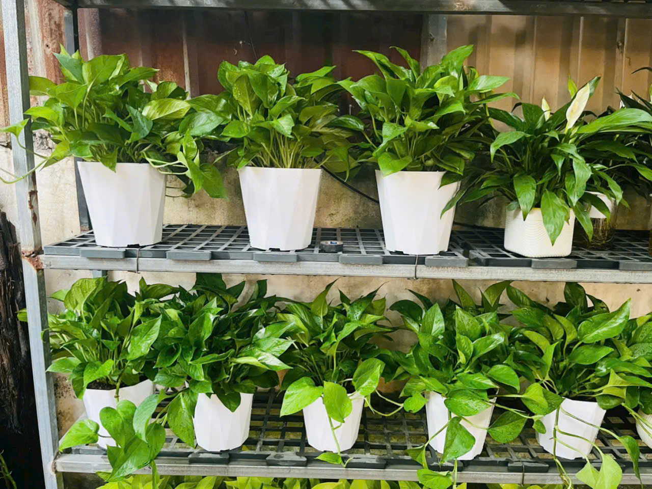 Cây trầu bà thuỷ sinh để bàn