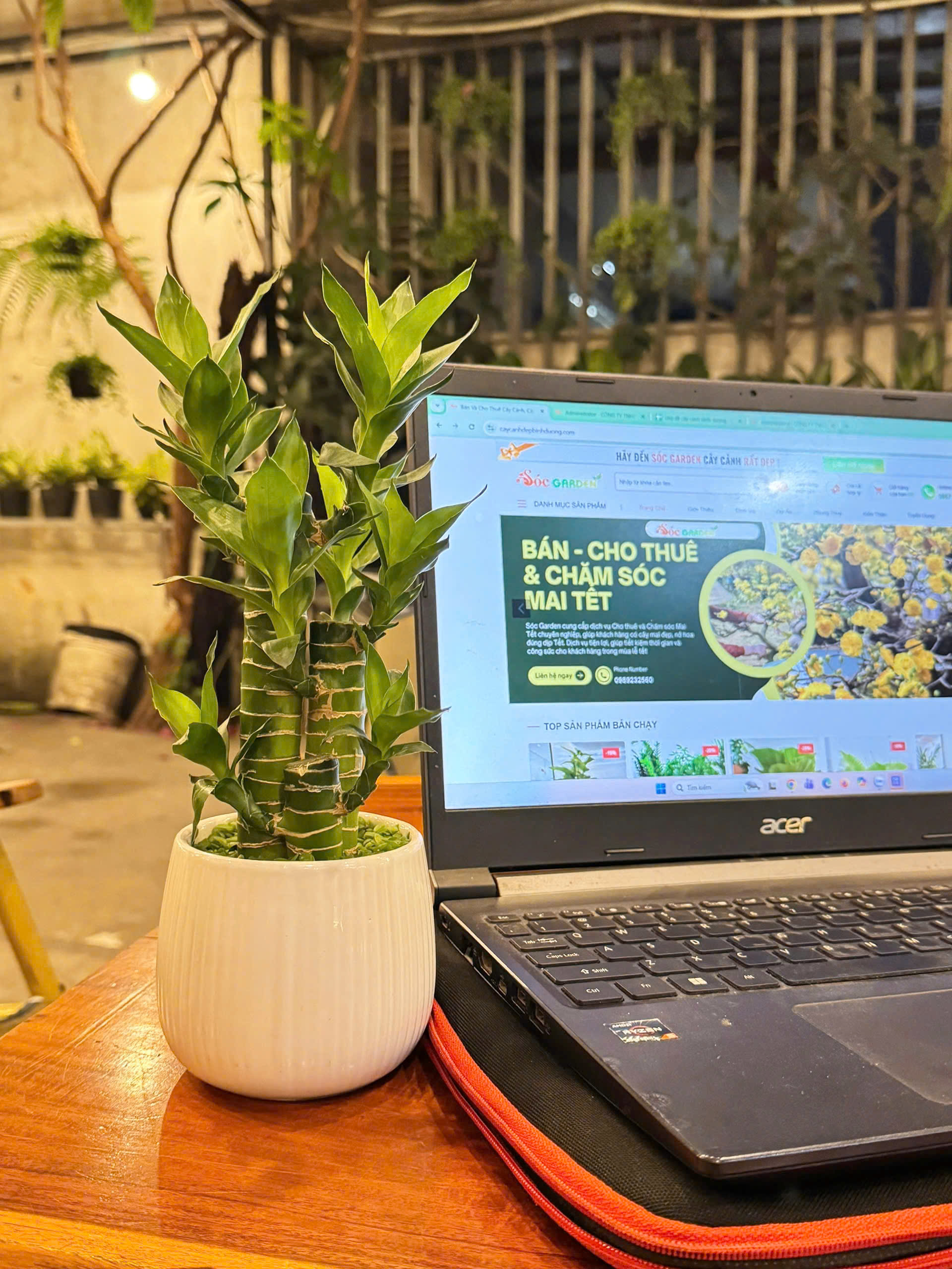 Cây Trúc Phát Tài