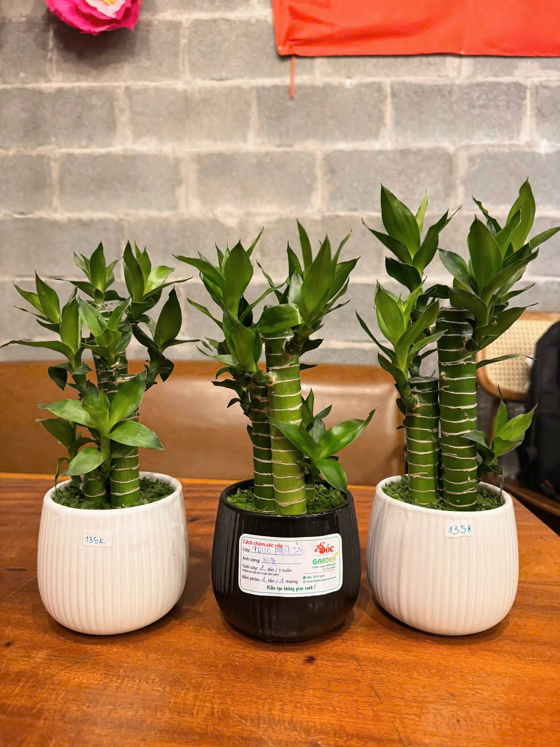 Cây Trúc Phát Tài để bàn