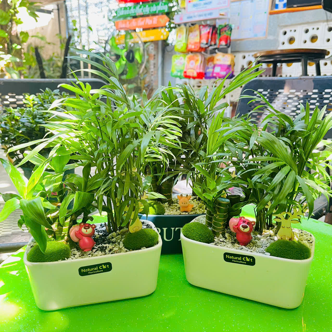 Cây Trúc Phát Tài Mix Cau Tiểu Trâm để bàn phong thủy