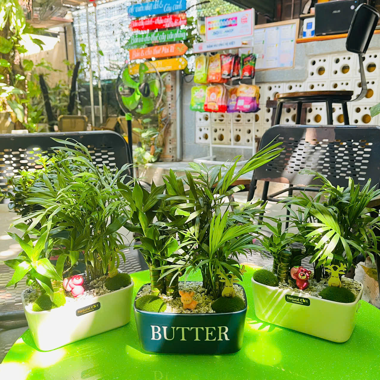 Cây Trúc Phát Tài Mix Cau Tiểu Trâm 