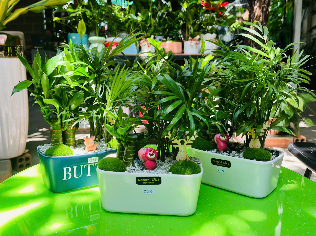 Cây quà tặng để bàn tinh tế