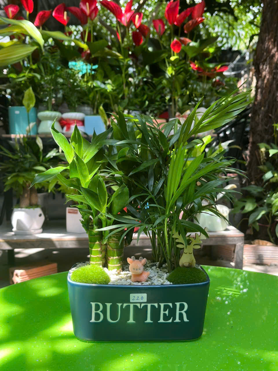 cây có thể đặt trên bàn làm việc của lãnh đạo 