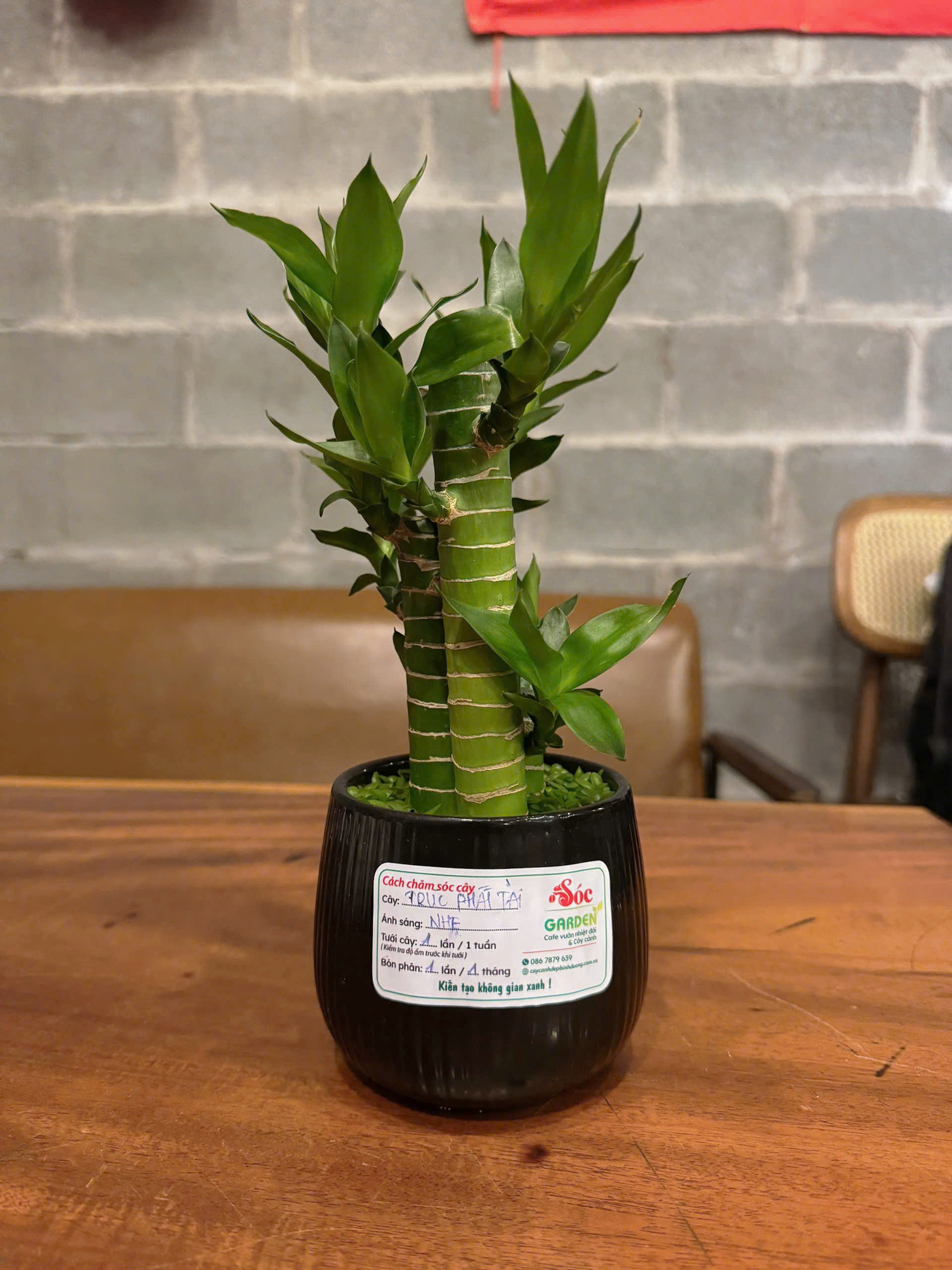 Cây Trúc Phát Tài để bàn phủ cỏ may mắn