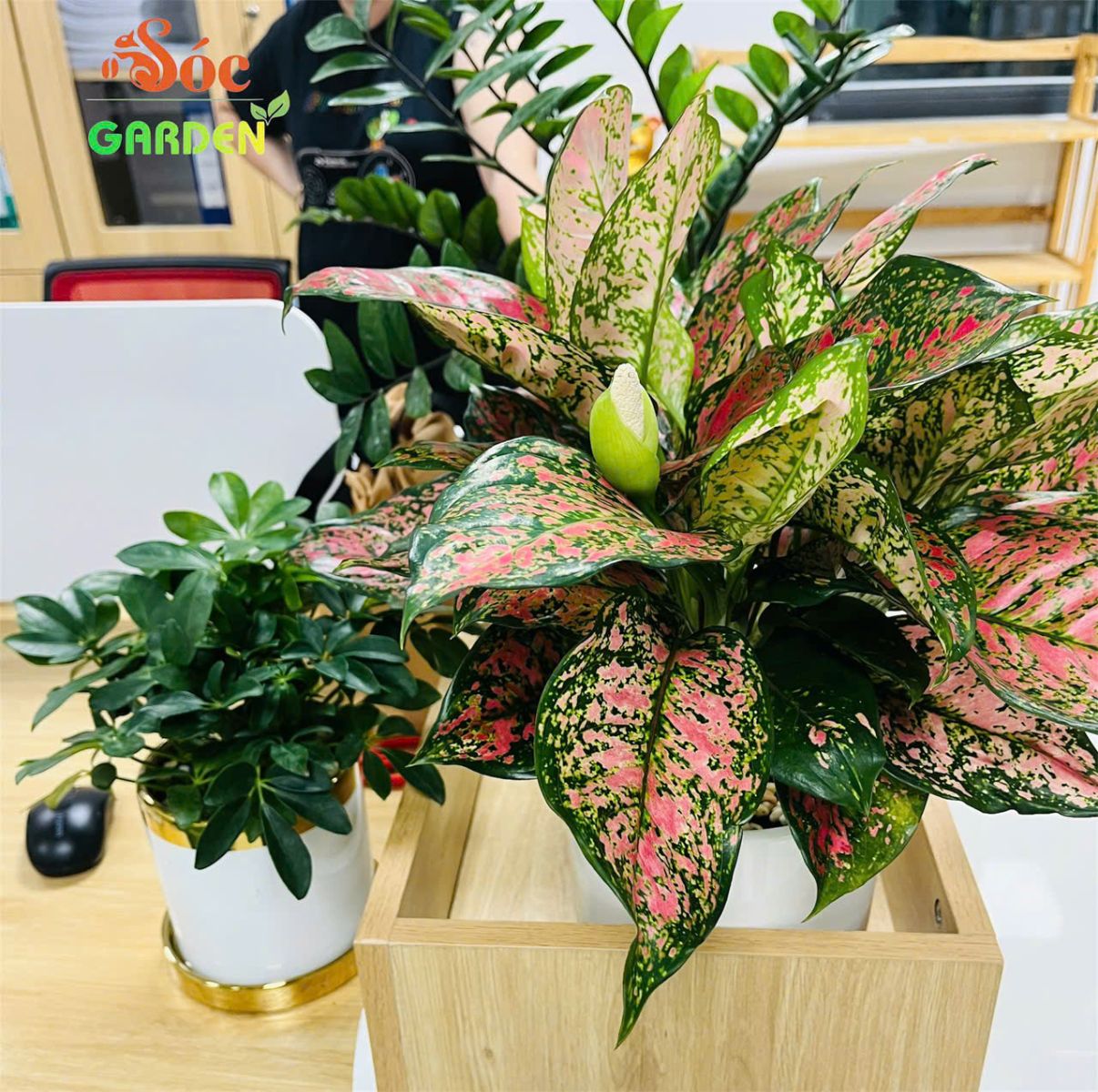 Cây Vạn Lộc với những chiếc lá màu sắc đa dạng, tượng trưng cho sự may mắn